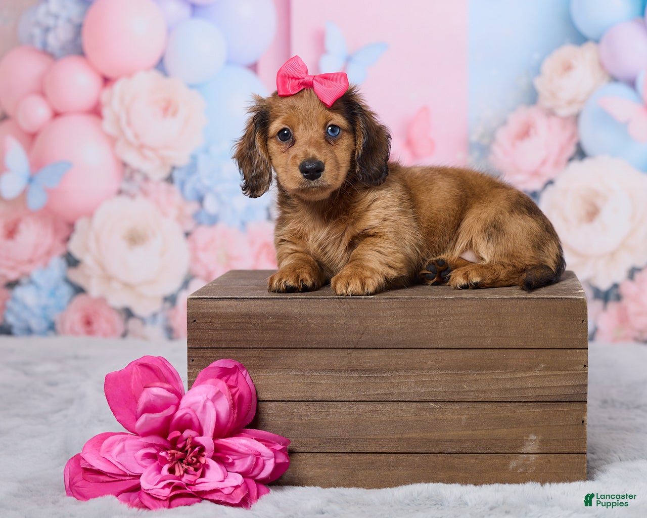 Miniature Dachshund dogs Sally - Ad 1