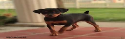 Miniature Pinscher dogs for sale: Butterscotch - Ad 2