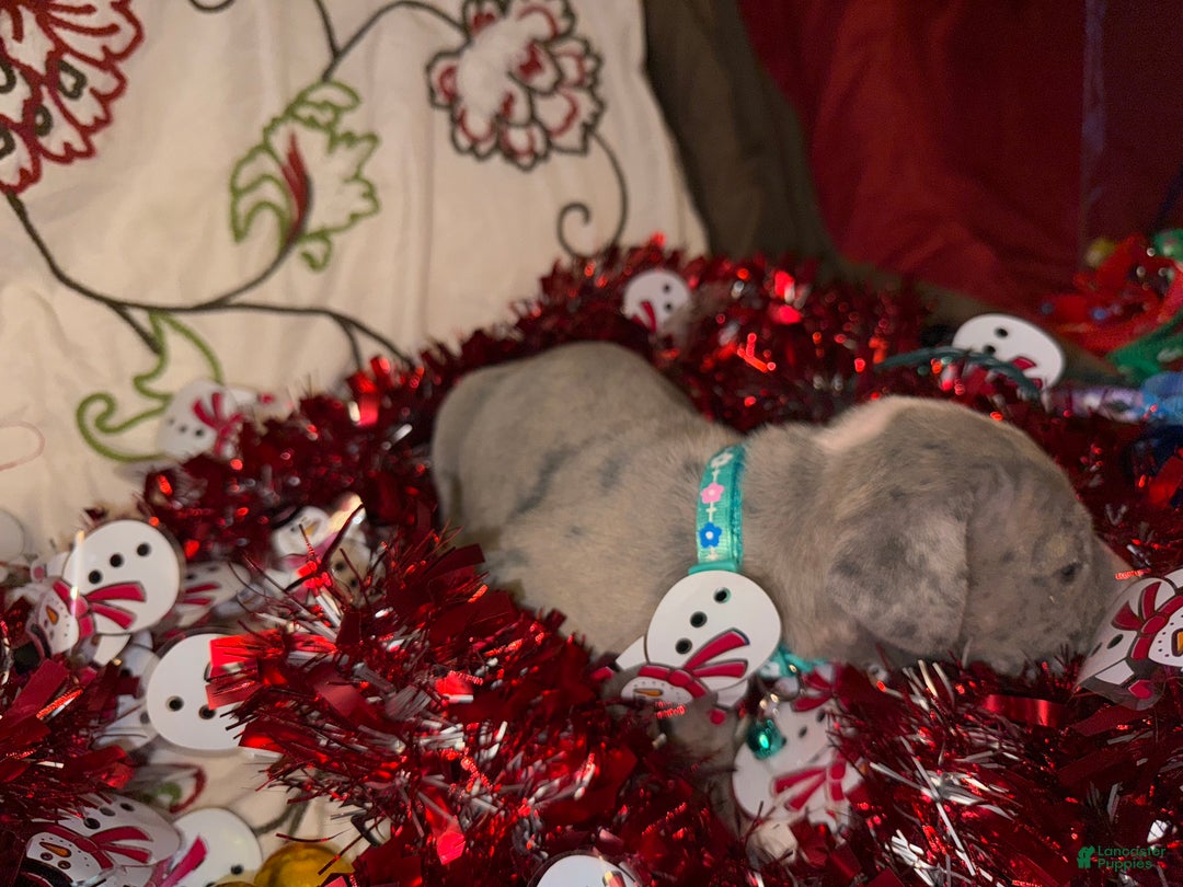 Great Dane dogs for sale: Sky - Ad 3