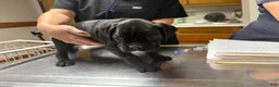 Boxer dogs for sale: Rio AKC Euro - Ad 8