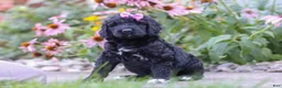 Newfypoo dogs for sale: Mia - Ad 5