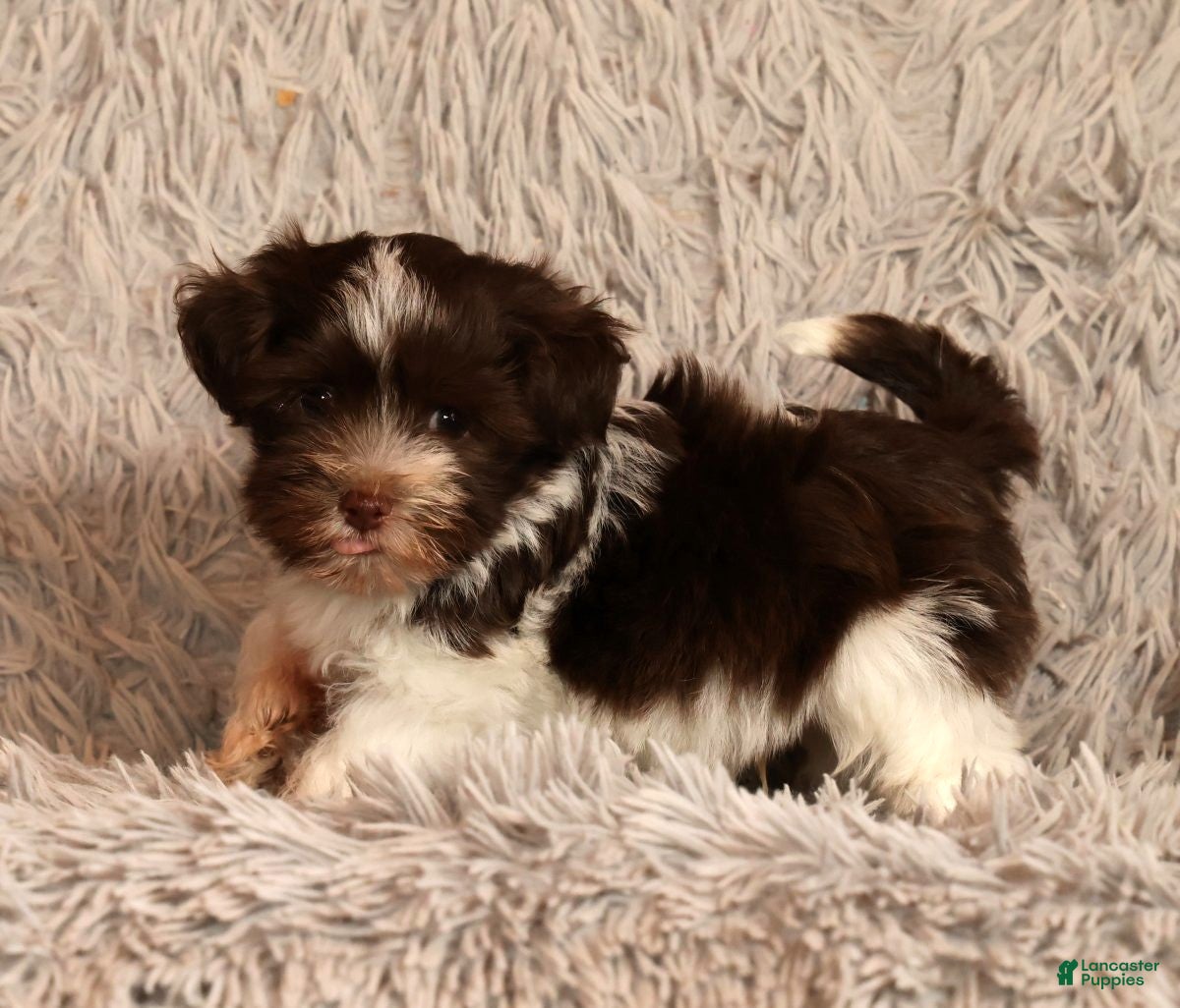 Havanese dogs Sammy - Ad 1