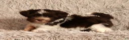 Havanese dogs for sale: Sammy - Ad 1