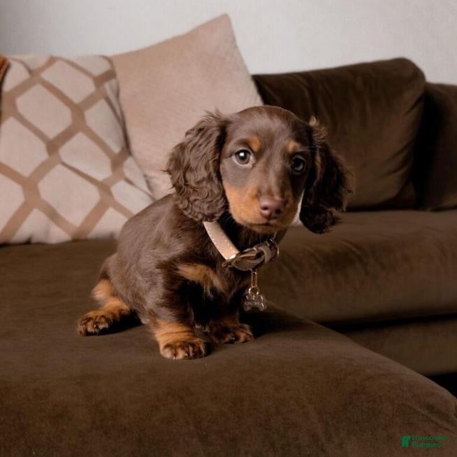 Dachshund dogs for sale: Dorian  - Ad 1