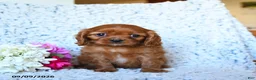 Cavalier King Charles Spaniel dogs for sale: Zinia - Ad 3