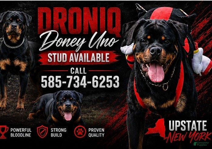 Rottweiler dogs DRONIQ - DONEY UNO - Ad 4