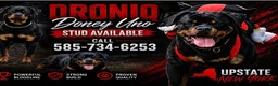 Rottweiler dogs for stud: DRONIQ - DONEY UNO - Ad 1