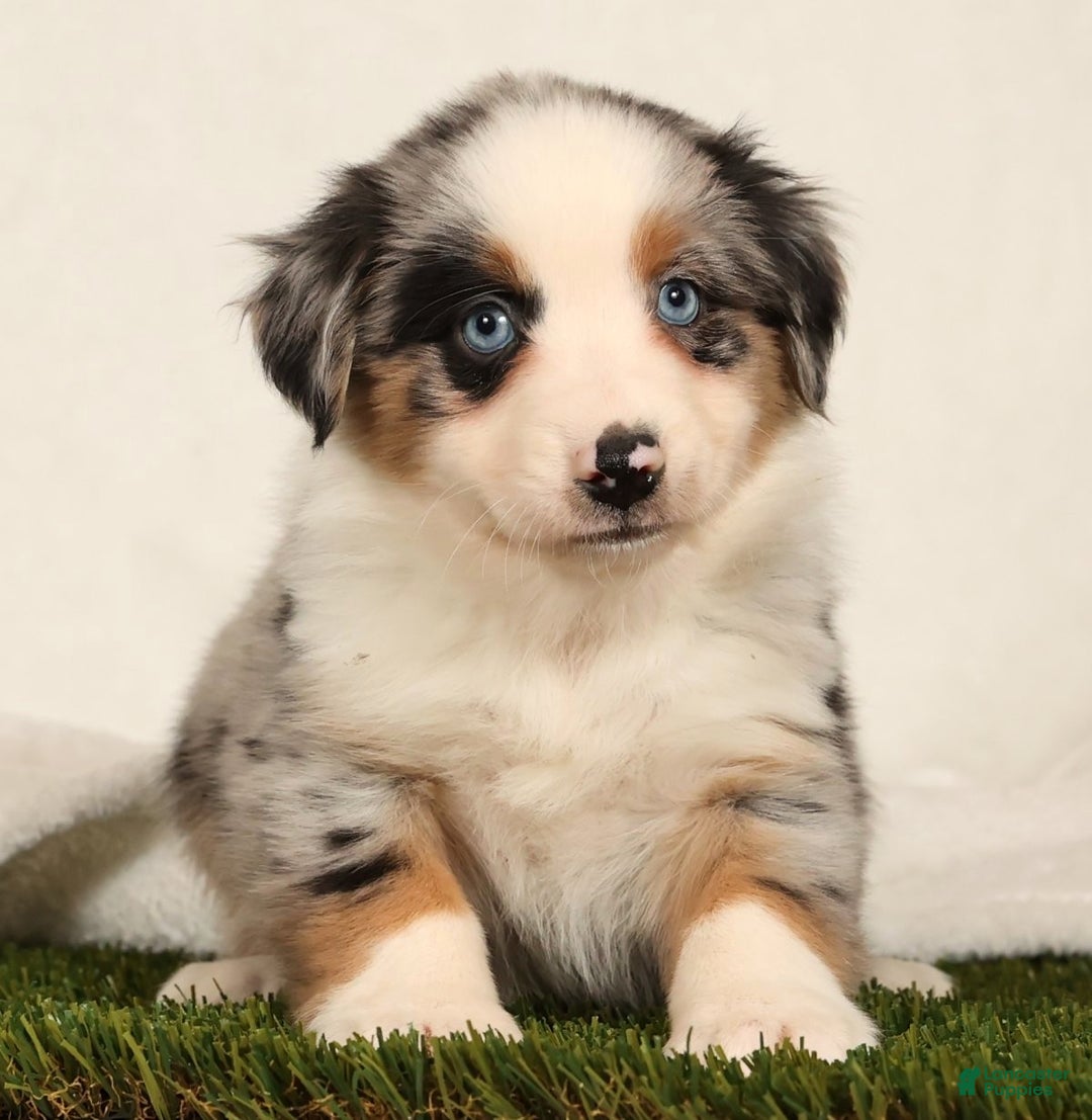 Miniature Australian Shepherd dogs for sale: Daisy - Ad 3