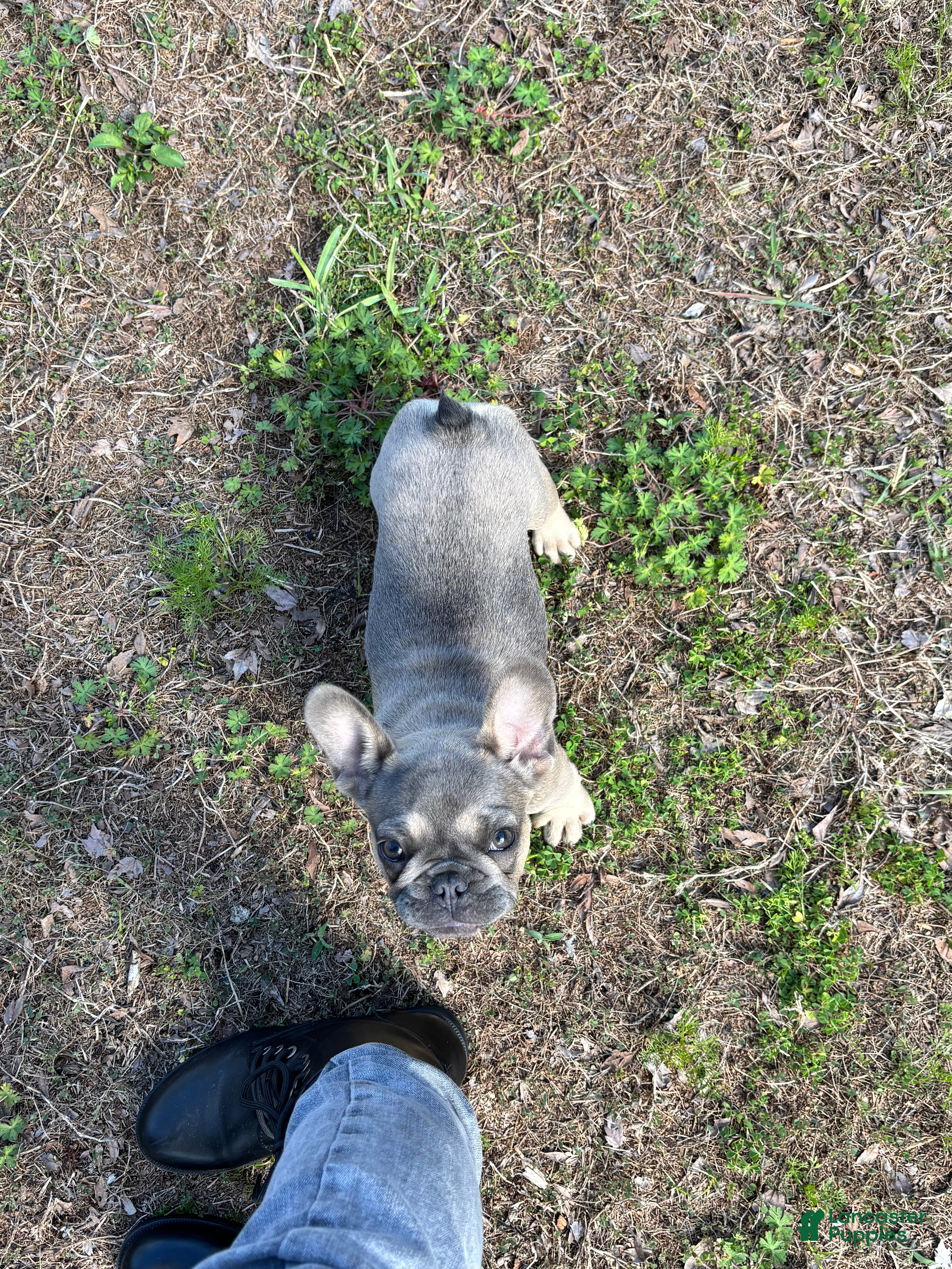 French Bulldog dogs Forest - Ad 2
