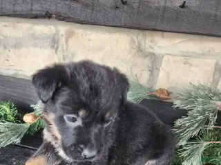 Mixed Breed dogs Rhonda - Ad 41