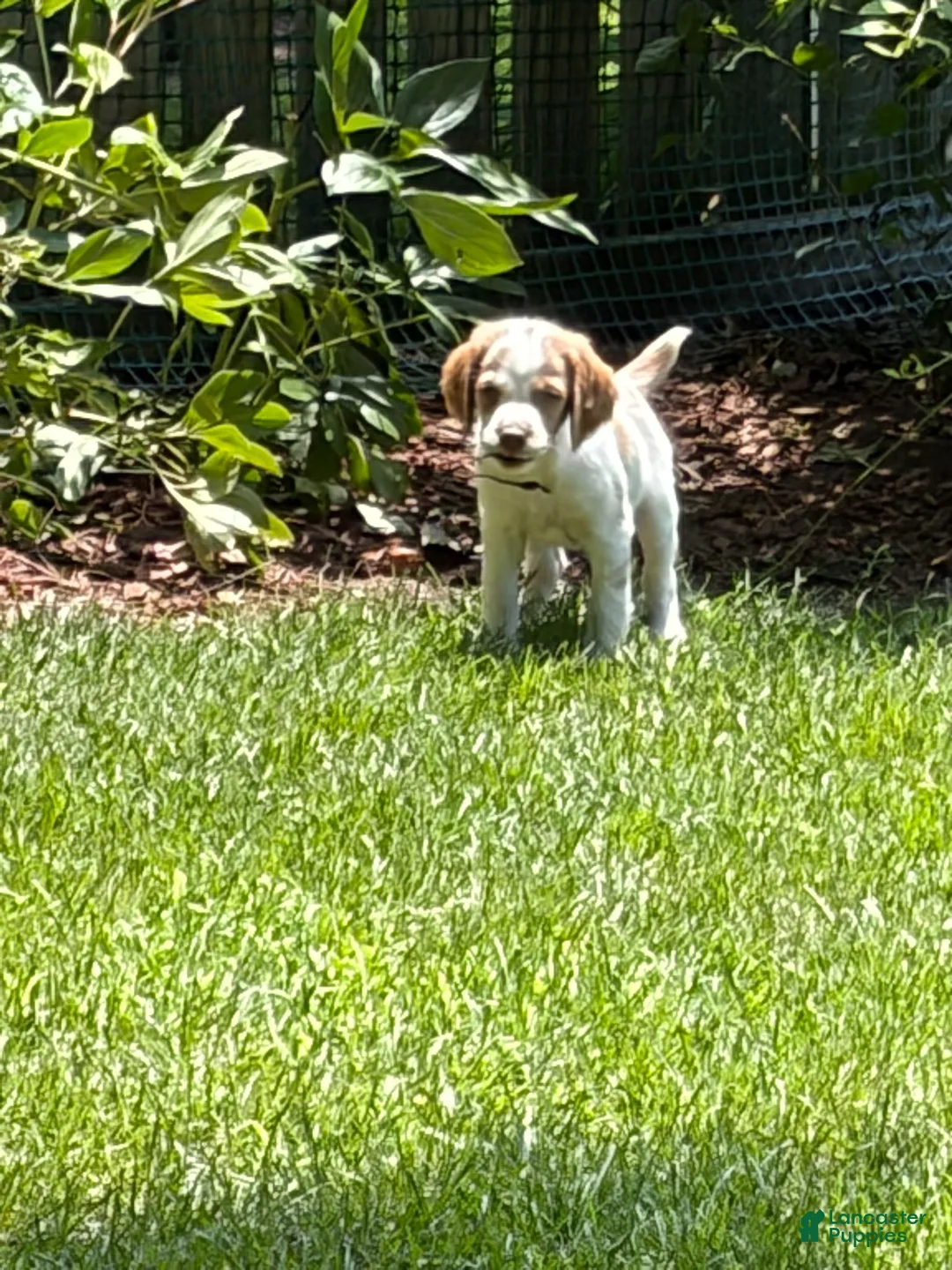 Brittany Spaniel dogs for sale: Brittany Spaniel 2 - Ad 2