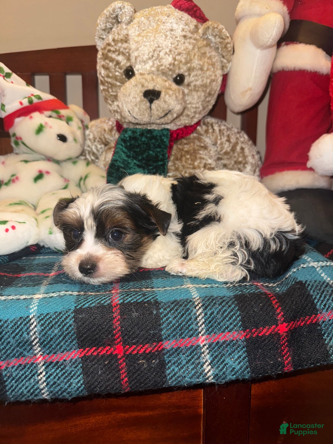 Yorkshire Terrier dogs for sale: Yorkshire Terrier Puppy 2 - Ad 3