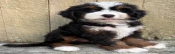 Mini Bernedoodle dogs for sale: 🩷IN BOSTON MASSACHUSETTS AREA🩷TRADITIONAL TRI COLOR🩷MINI BERNEDOODLE GIRL🩷 - Ad 7
