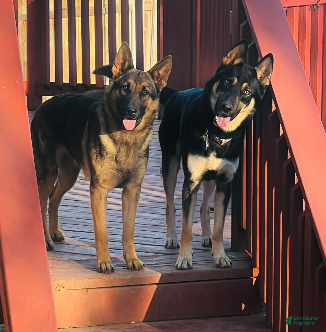 German Shepherd dogs for sale: German Shepherd Puppy 1 - Ad 4