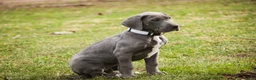 Great Dane dogs for sale: Winifred - Ad 3