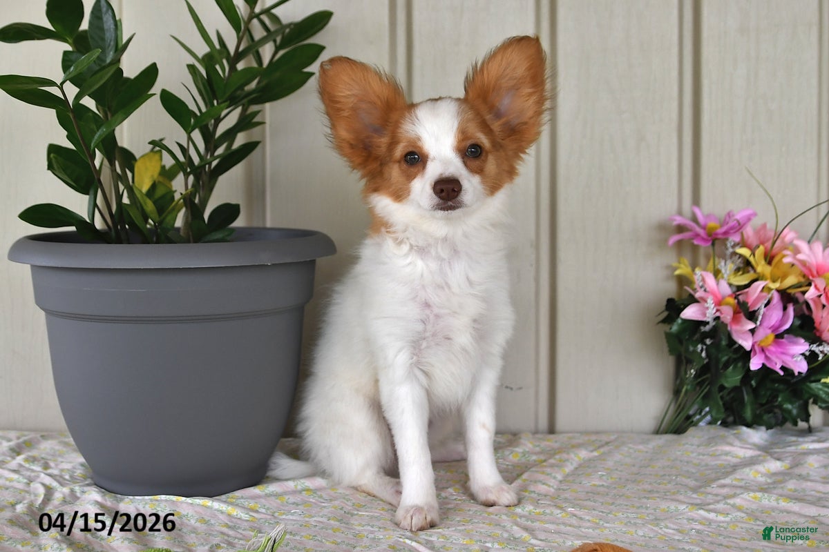 Papillon dogs Bonita - Ad 1