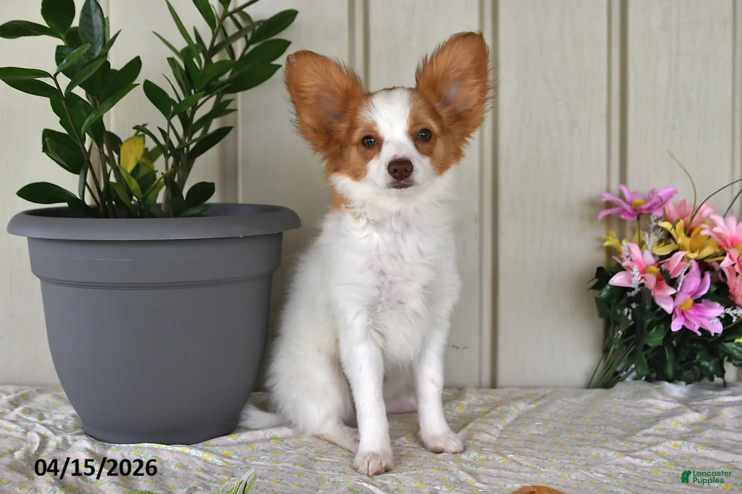Papillon dogs for sale: Bonita - Ad 1