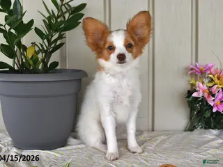 Papillon dogs for sale: Bonita - Ad 1