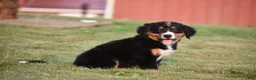 Bernese Mountain Dog dogs for sale: Trevor - Ad 9
