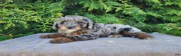 Mini Bernedoodle dogs for sale: Leasha - Ad 17