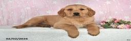 Golden Retriever dogs for sale: Echo - Ad 5