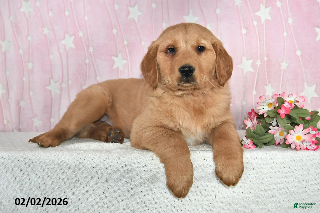 Golden Retriever dogs for sale: Echo - Ad 5