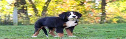 Bernese Mountain Dog dogs for sale: Sammy - Ad 5