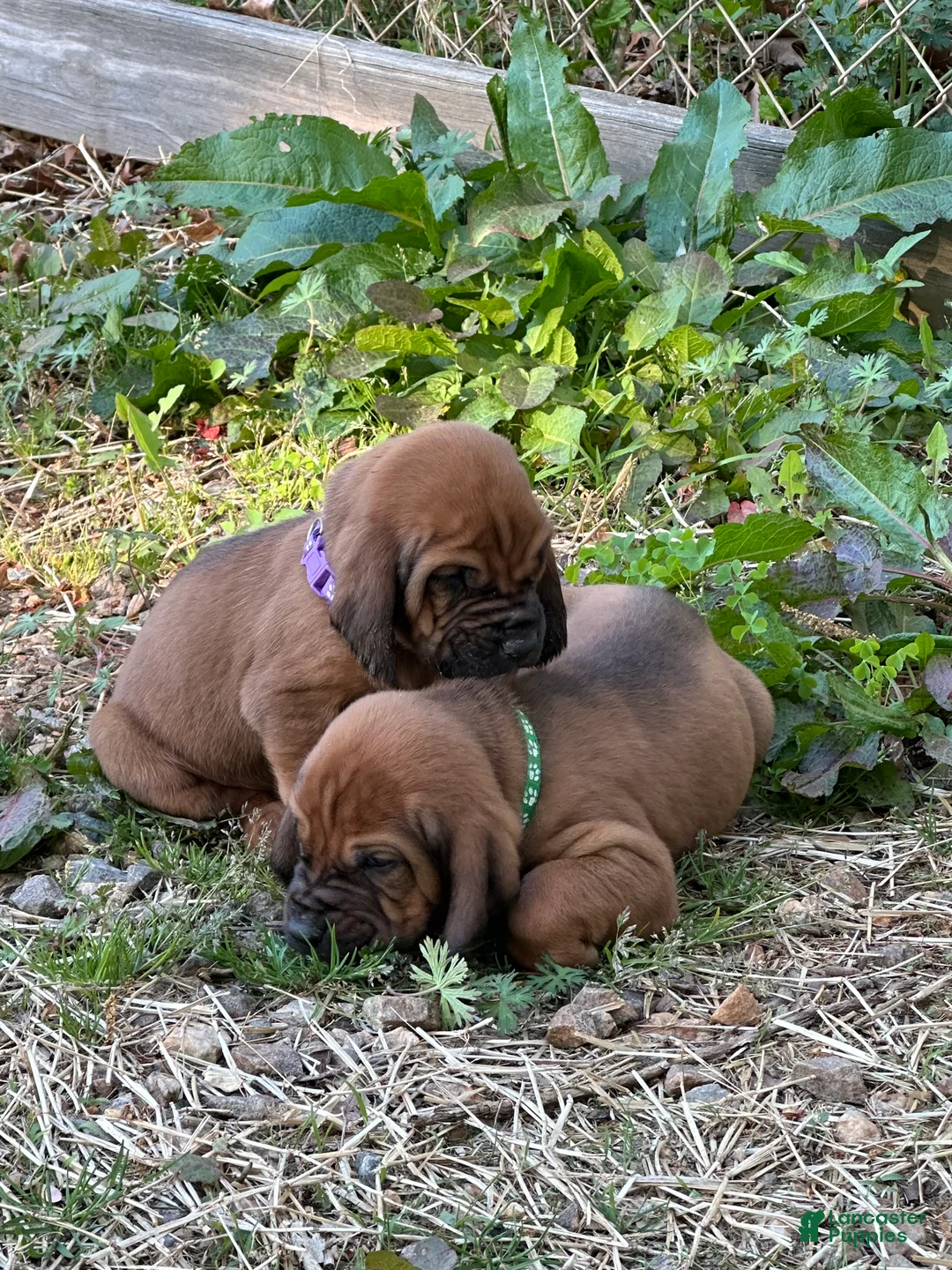 Bloodhound dogs for sale: Bloodhound Puppy 6 - Ad 2