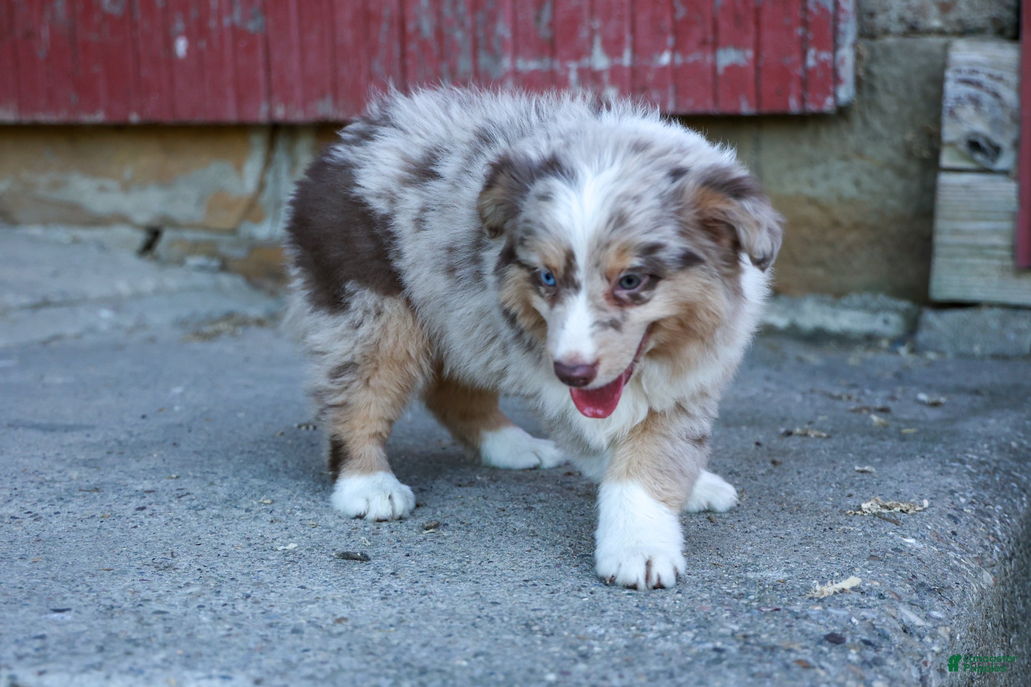 Miniature Australian Shepherd dogs LEO [ new pictures ] - Ad 1