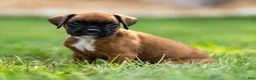 Boxer dogs for sale: Narissa Boxer  - Ad 3