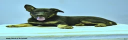 German Shepherd dogs for sale: Fable - Ad 9