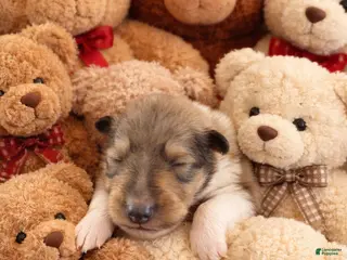 Collie dogs Peter - Ad 2