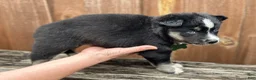 Pomsky dogs for sale: Flint - Ad 3