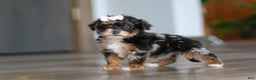 Yorkiepoo dogs for sale: Chanel - Ad 1