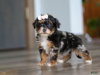Yorkiepoo dogs Chanel - Ad 35