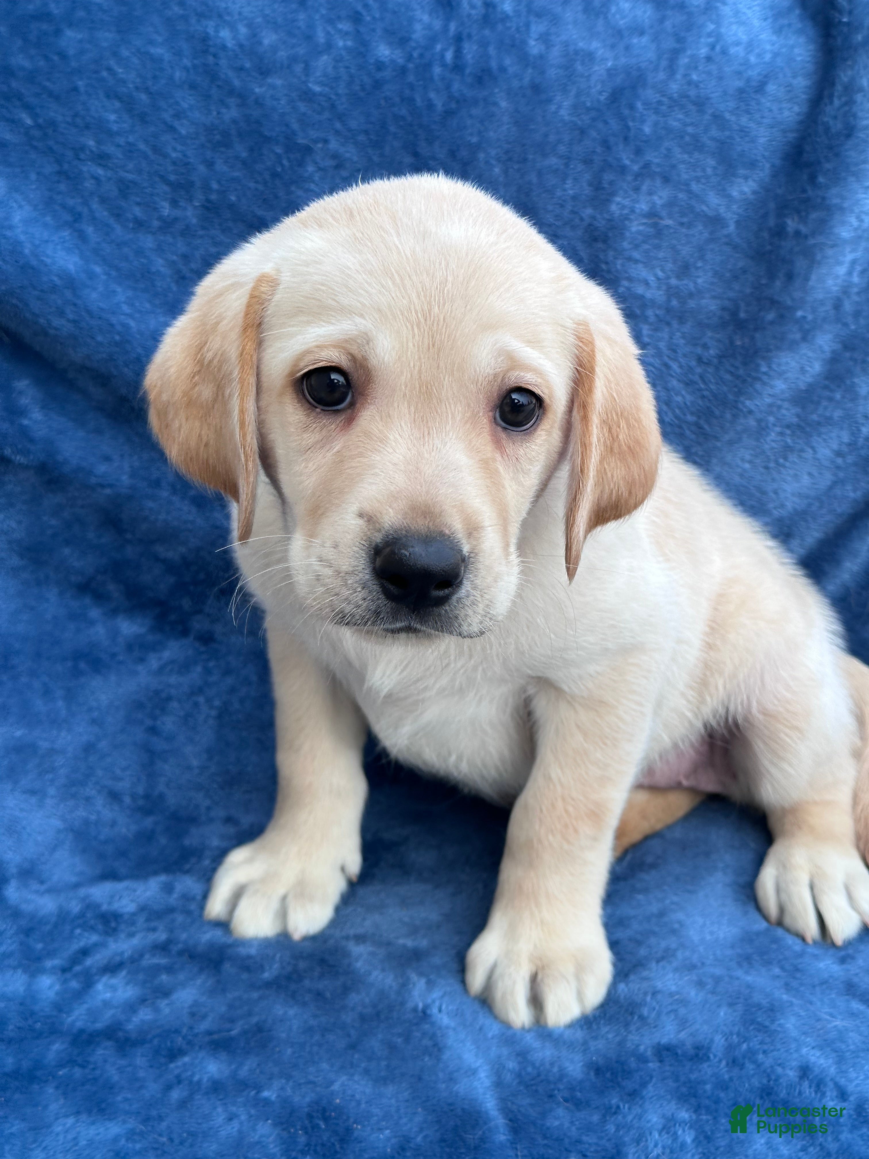 Labrador Retriever dogs Female #6 aka sixth born - Ad 2