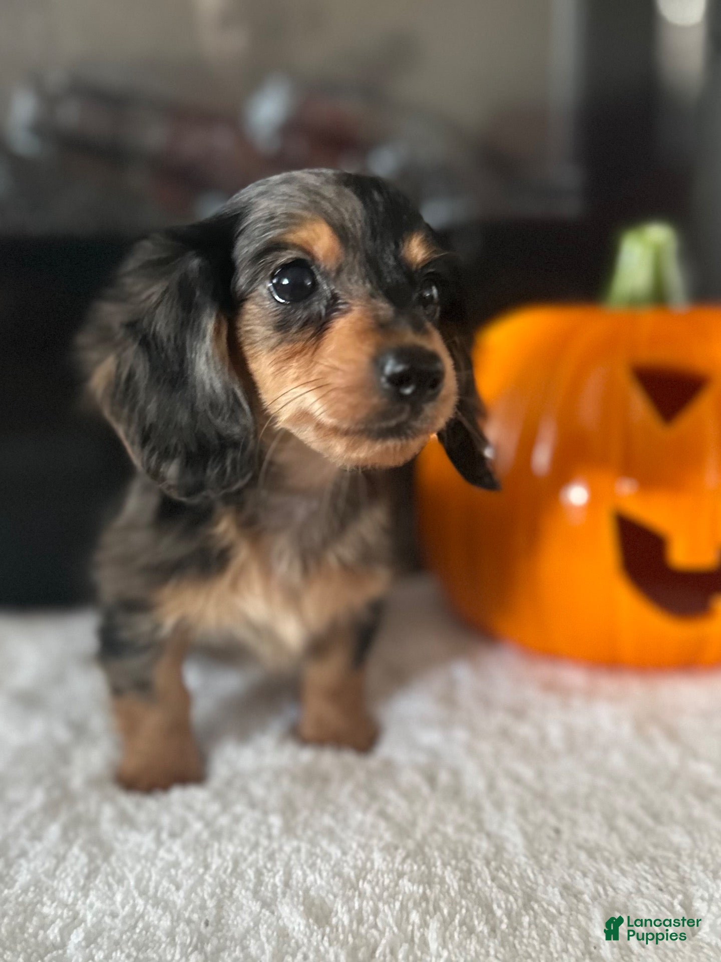 Miniature Dachshund dogs for sale: Hazel - Ad 4