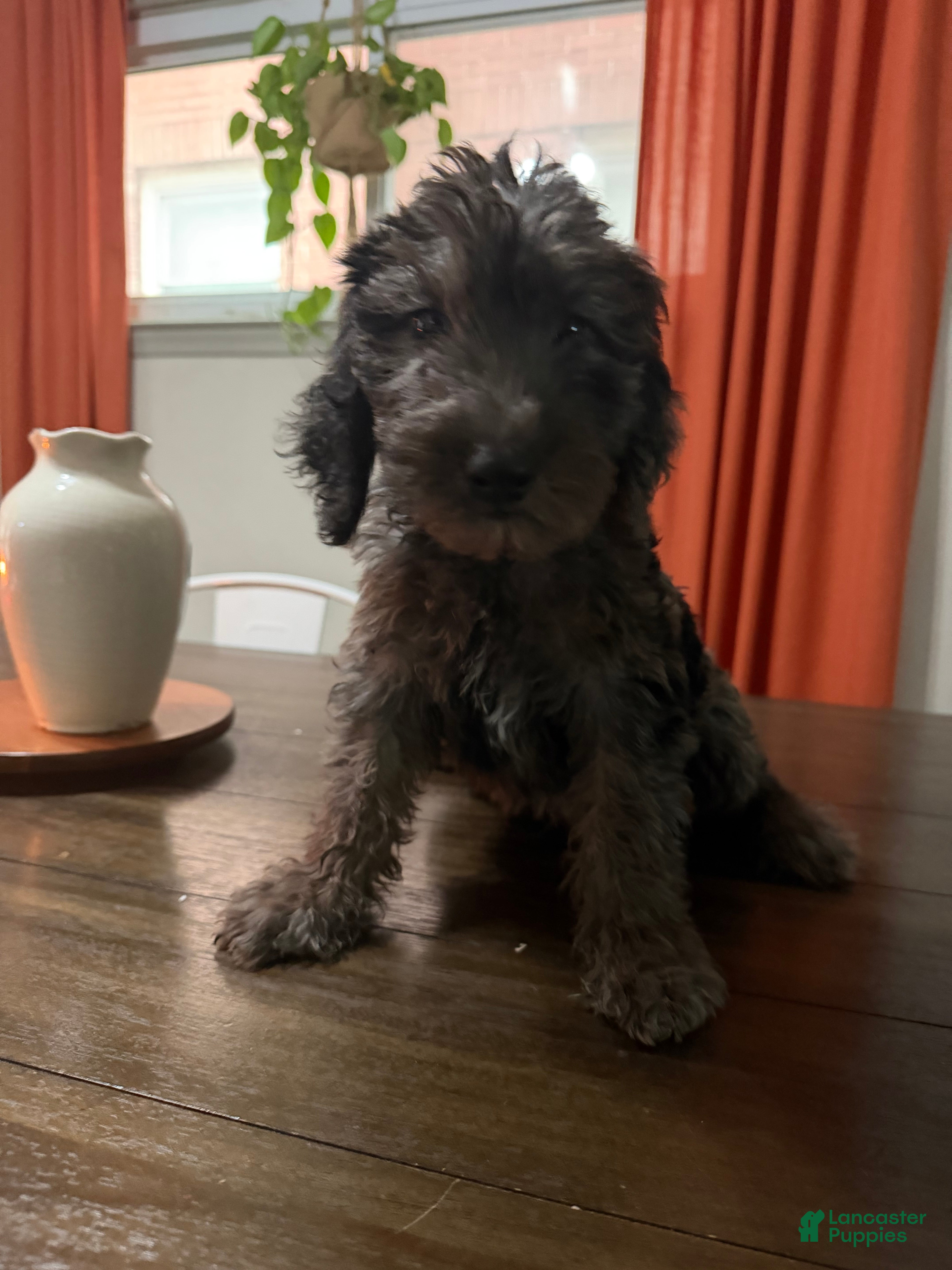 Labradoodle dogs Bruno - Ad 35