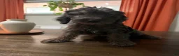 Labradoodle dogs for sale: Bruno - Ad 1