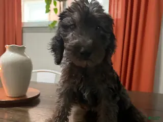 Labradoodle dogs Bruno - Ad 35