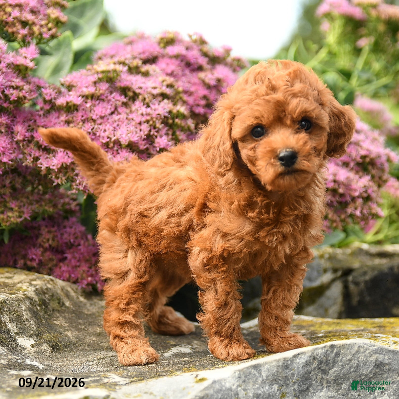 Miniature Labradoodle dogs Patty - Ad 1