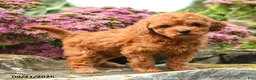 Miniature Labradoodle dogs for sale: Patty - Ad 1