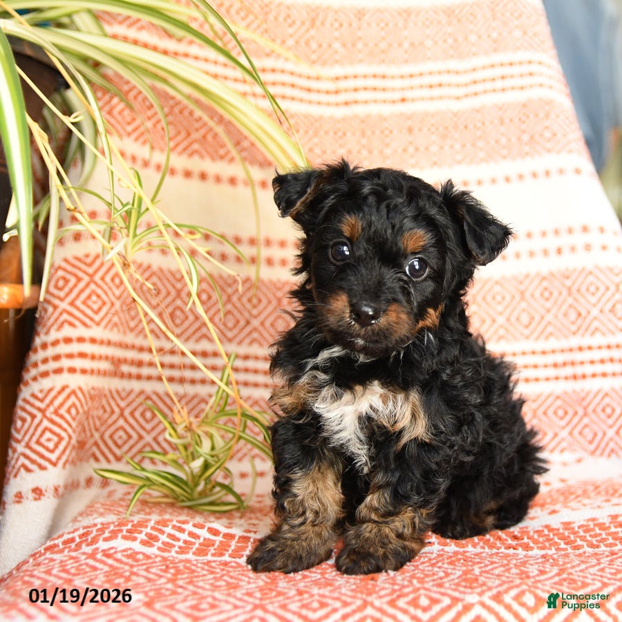 Yorkiepoo dogs Ripple - Ad 40