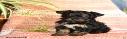 Yorkiepoo dogs for sale: Ripple - Ad 3