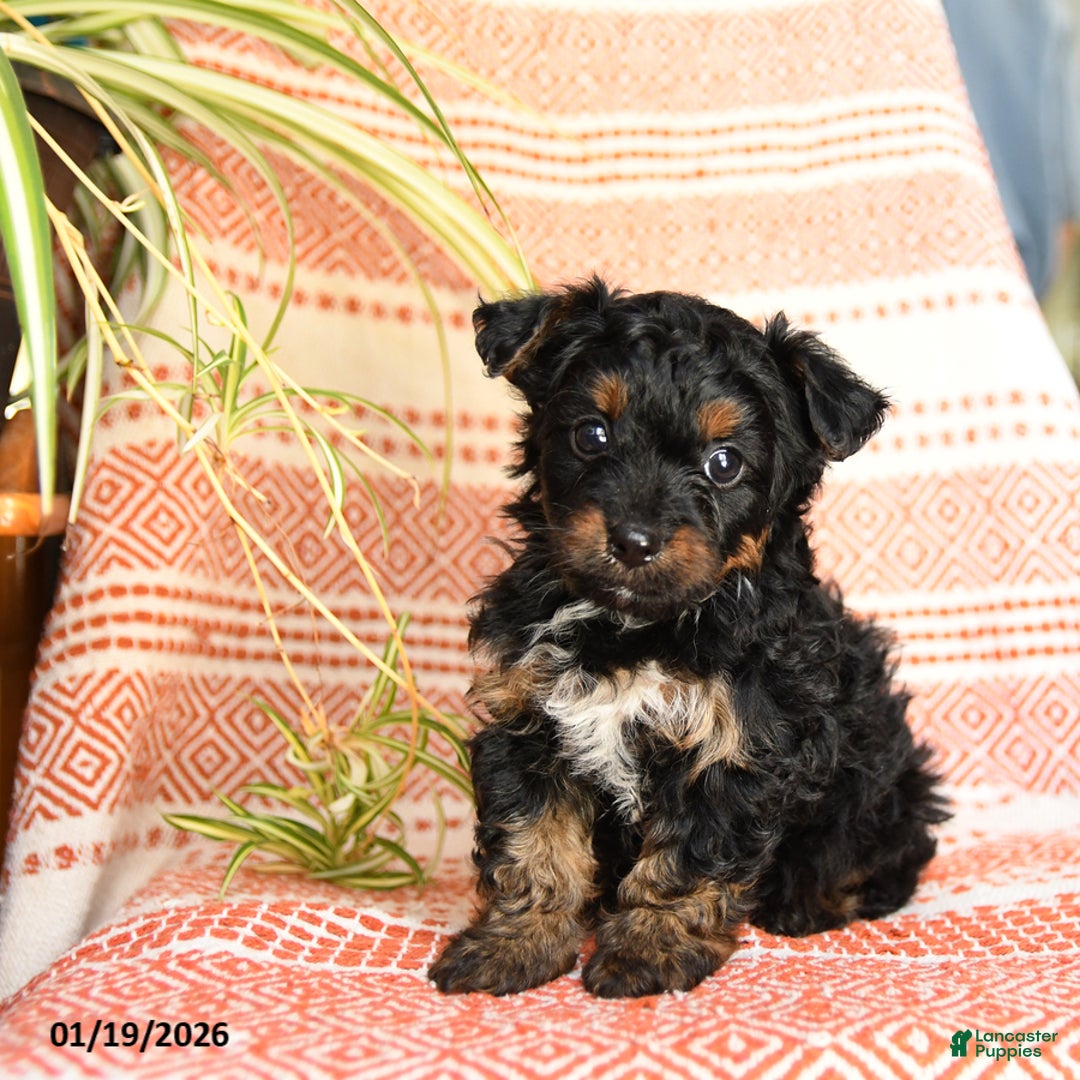 Yorkiepoo dogs for sale: Ripple - Ad 3