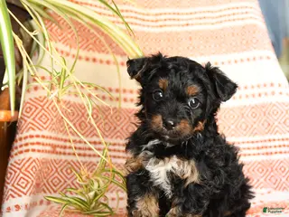 Yorkiepoo dogs Ripple - Ad 42