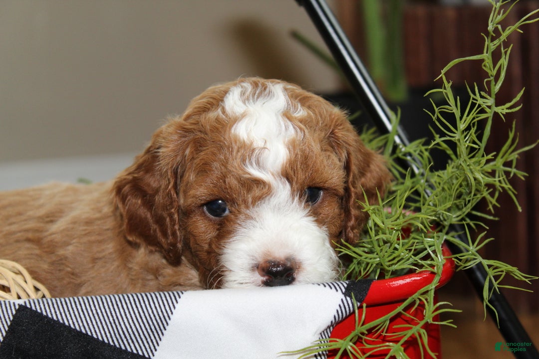 Cavapoo dogs for sale: Tiny Tim - F1B Cavapoo Male - Ad 5