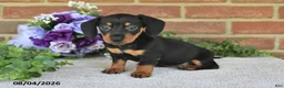 Miniature Dachshund dogs for sale: Paige - Ad 5