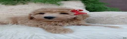 Bichpoo dogs for sale:  Champ  - Ad 4