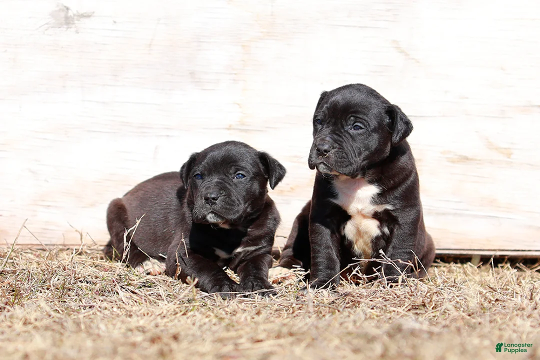 Mixed Breed dogs for sale: Grackle - European Doberdane - Ad 2